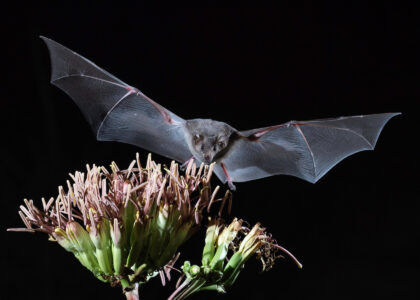 Help Save the Bats Image